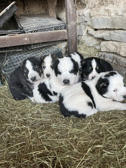 Кушик тер сатылады 1 ай енди болады