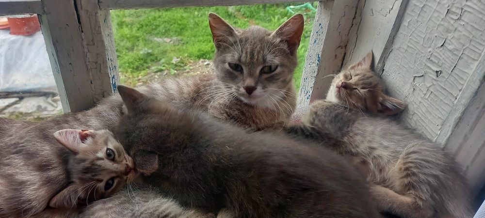 Отдам прекрасных котят