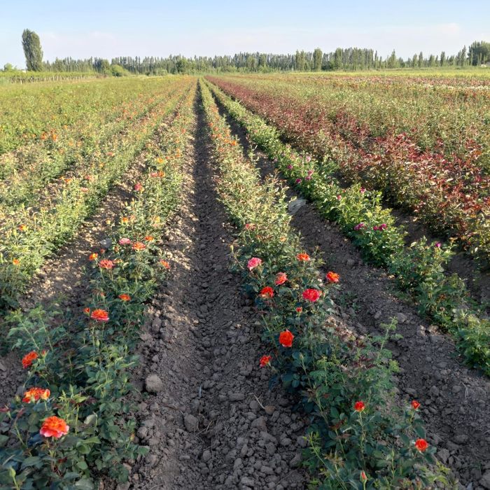 Розы  саженцы оптом