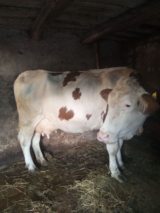 Vaca de vanzare, Judetul Cluj.