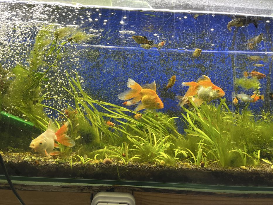 Продам золотых рыбок