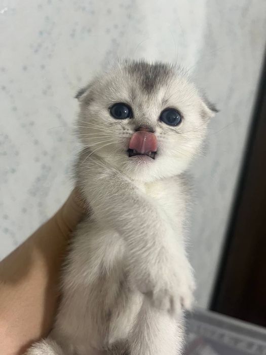 Продаются котята серебристые скоттиш шиншилла