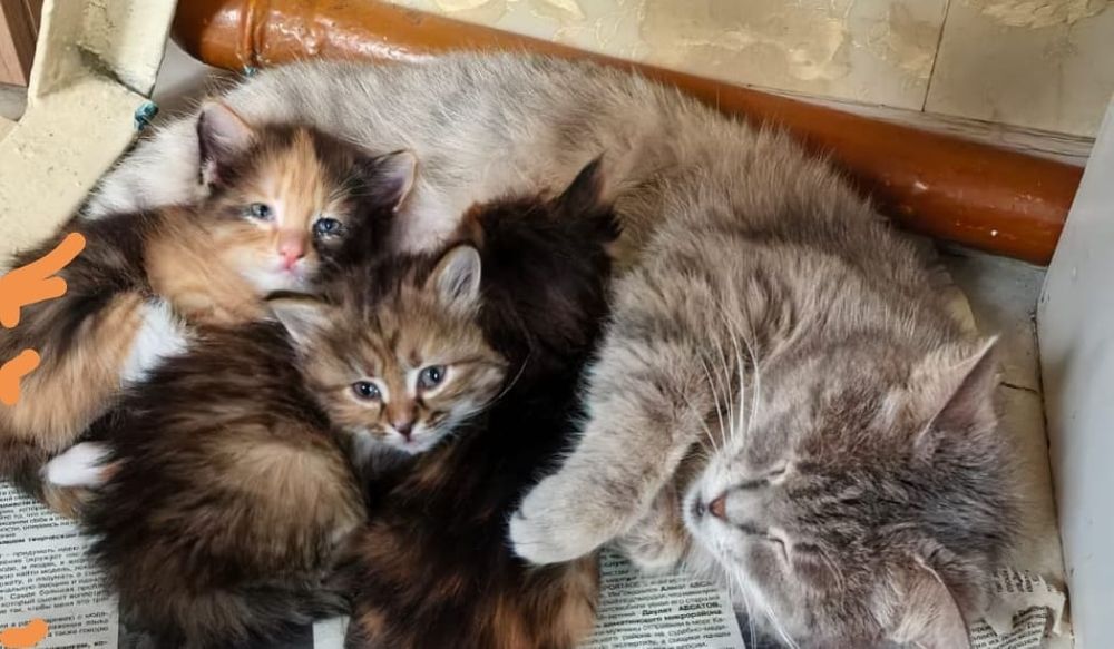 Отдам котят в хороший руки