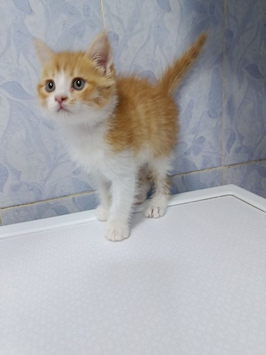 Продается кошечка девочка