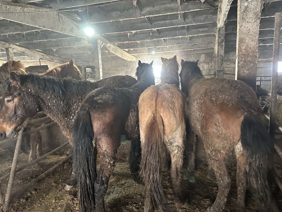 Байтал , кунандар, биелер сатам .