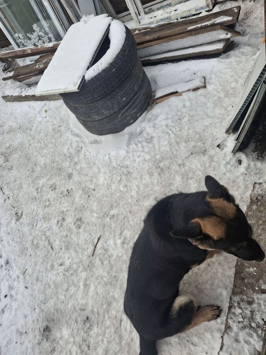 Продам еврапейку