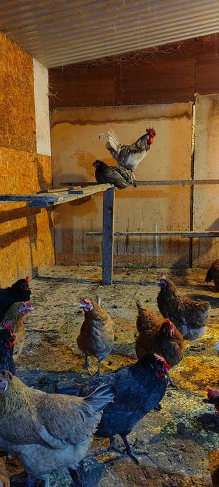 Тауықтар сатылады.