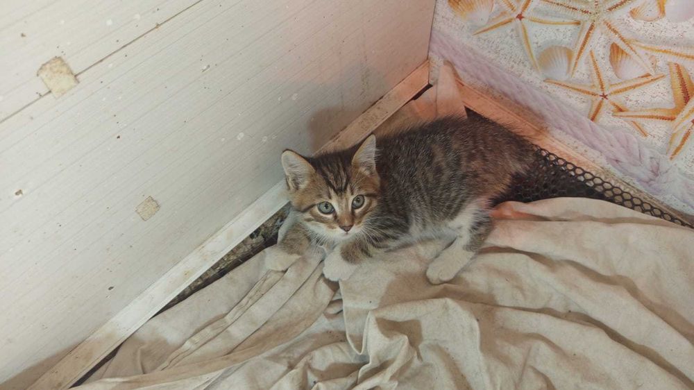 Отдам в добрые руки котят