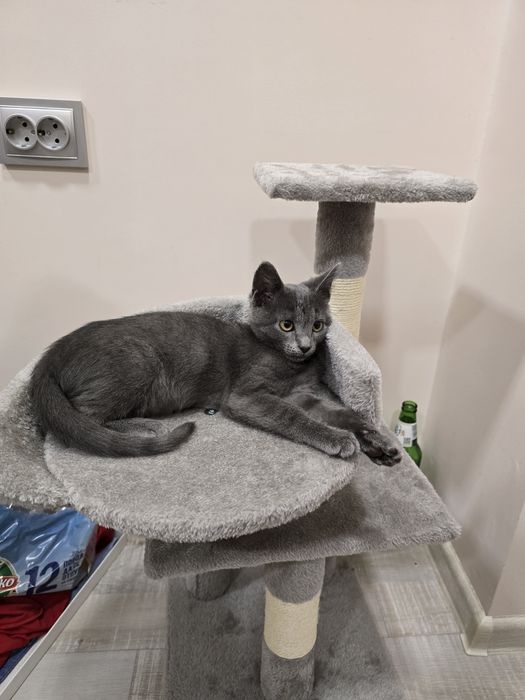 Коте Мия подарява се