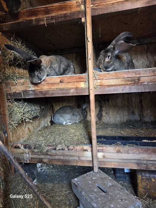 Vând iepuri Uriaș German Gri