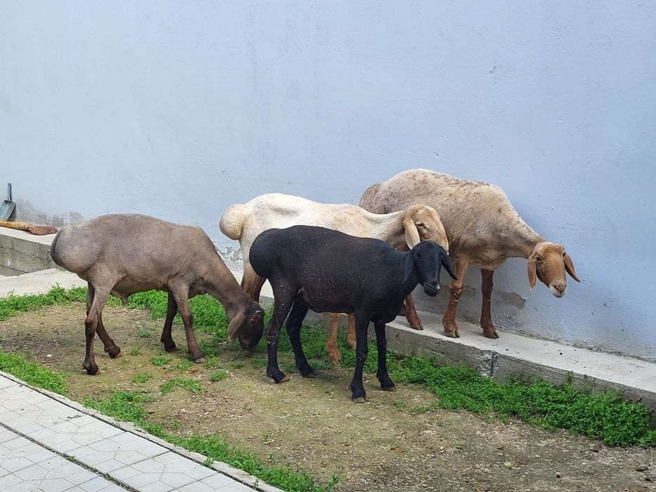 Кузи кучкор ва солулар