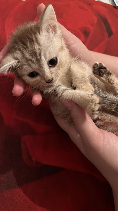 Котенка от британца