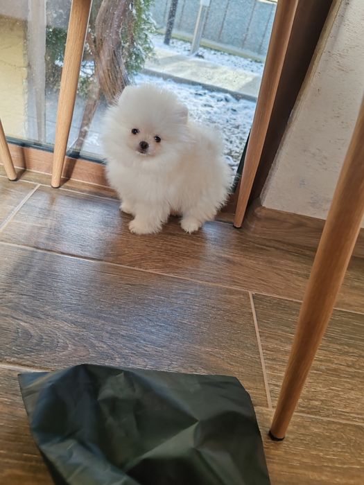 Померан мини  мъжки