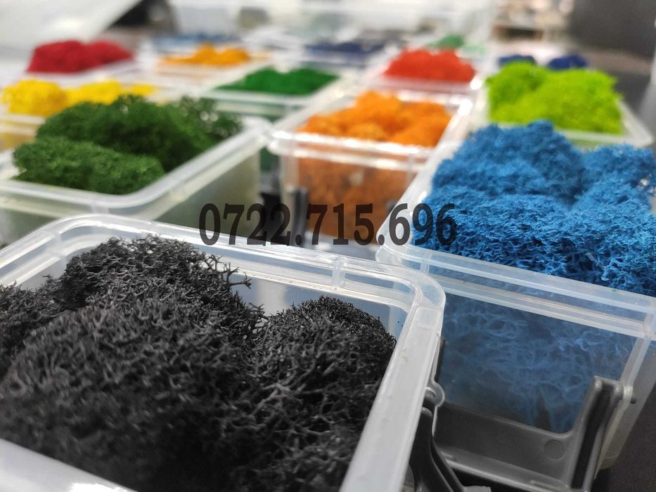 Licheni STABILIZATI, pret de producator, CALITATEA 1