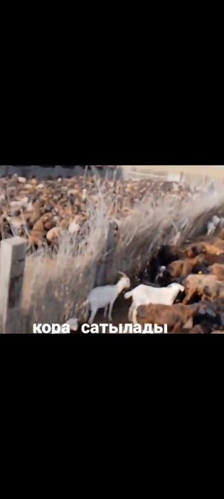 қора сатылады 280млн