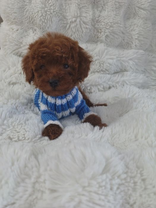 Mascul pudel roșu talie toy