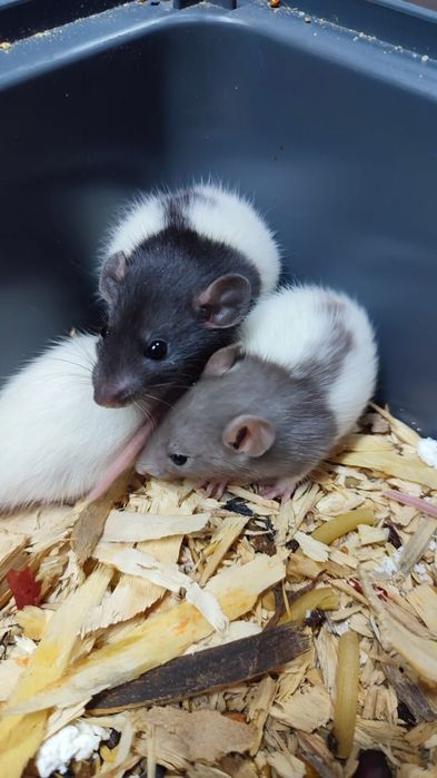 Продам крысок 1 месяц