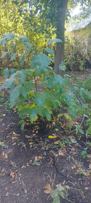 Жаңғақ көшеттері