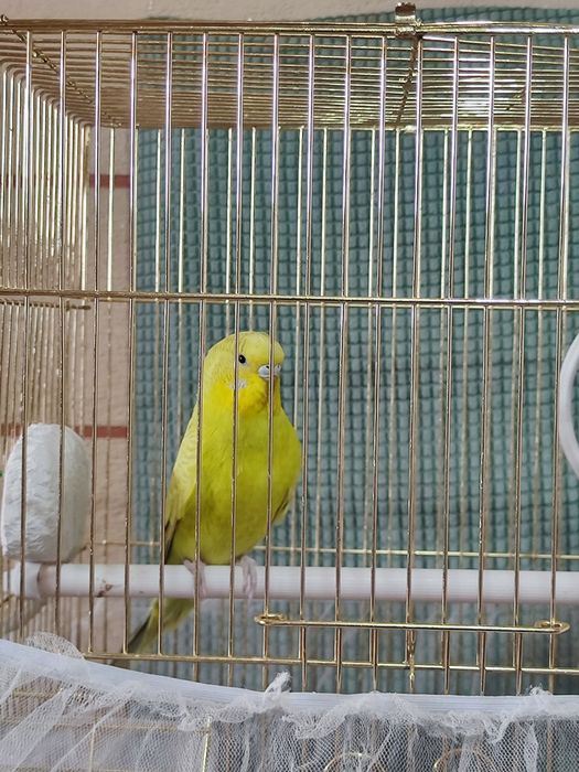 волнистый попугай с клеткой