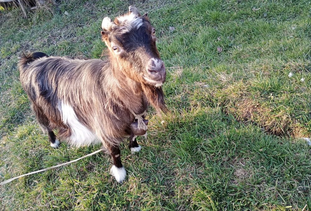 Capre si țap de vanzare