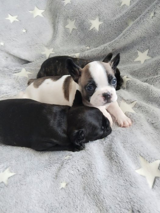 Продам французских бульдожек