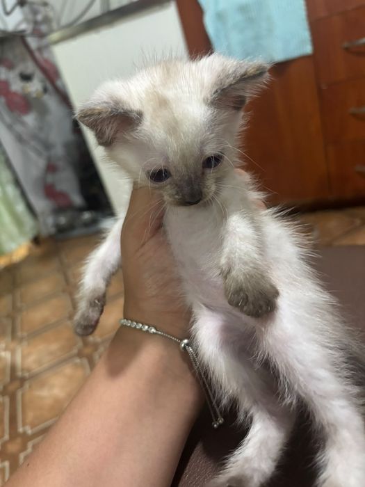 Отдам котят, все девочки