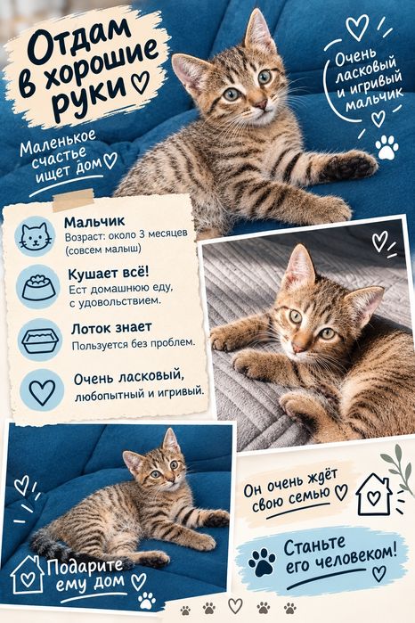 Отдам котёнка в добрые руки