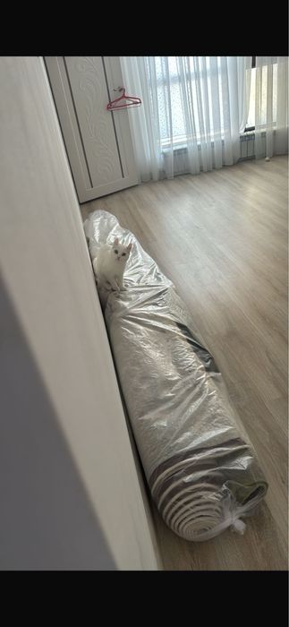 Отдам ңошку бесплатноа