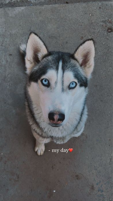 Donez femela husky siberian