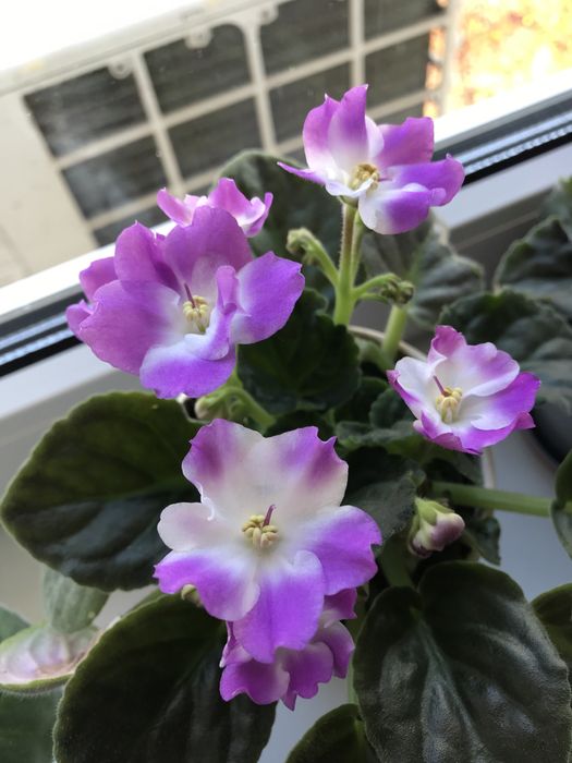 Продам комнатный цветок