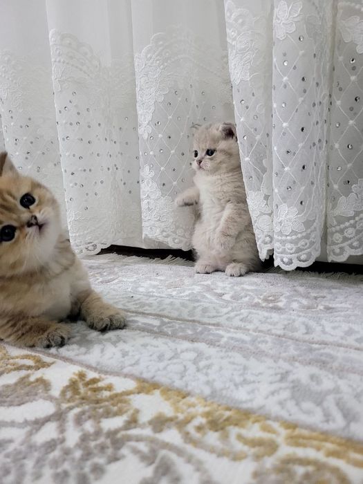 Mushukchalar Sotiladi