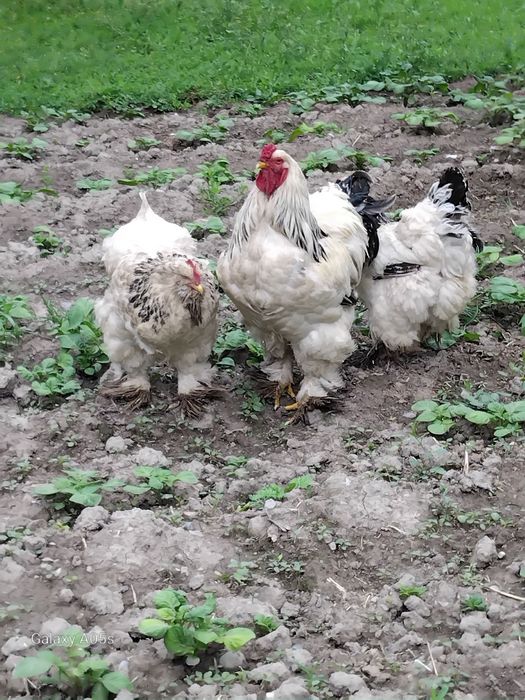 Brama  tovuq tuxumlari