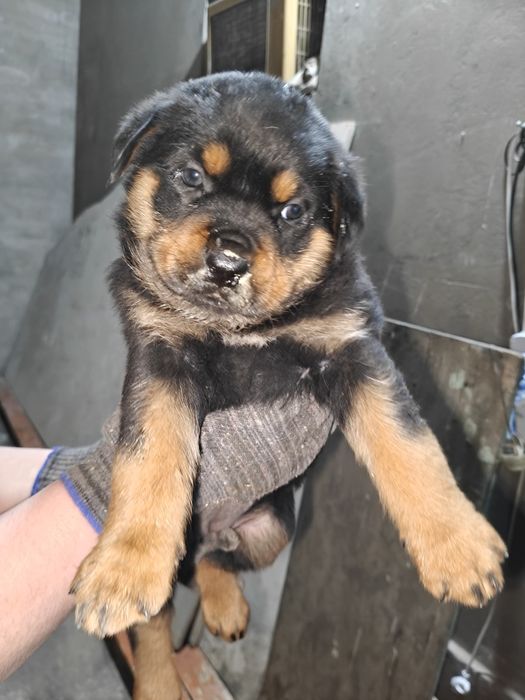 Продаётся щенки Ротифел