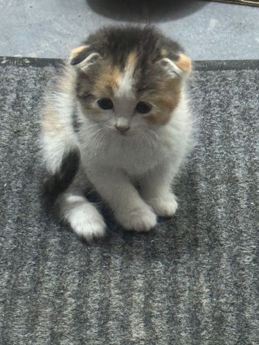 Шотландский котят