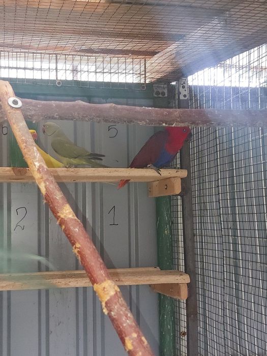 Papagali Micul Alexander