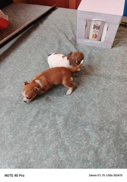 Мини чихуахуа момичета