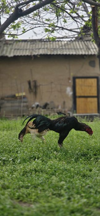 Xoʻroz va tovuq sotiladi xoʻroz 8 oylik tovuq 3 yillik . Narxi kelishi