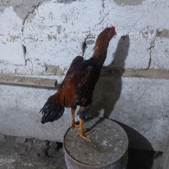 Хинт 1год игра канкретна