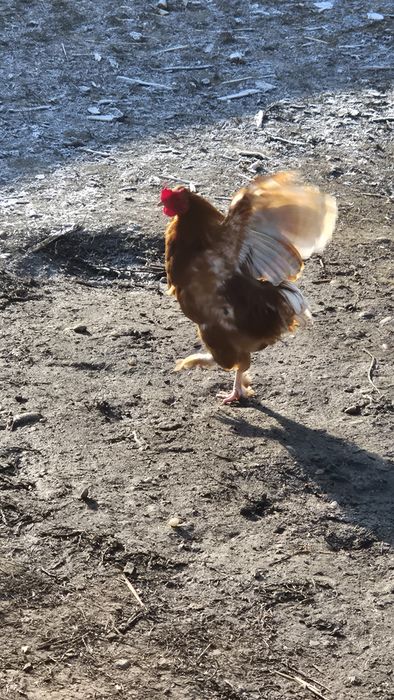 Vând găini si cocoșei pitici