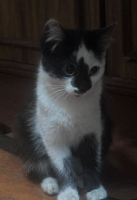Животные кошки,котята