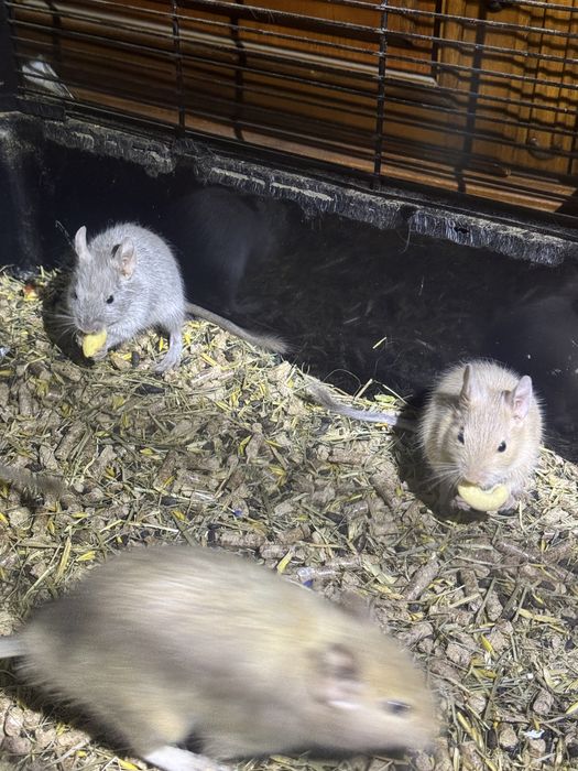 Veverițe Degu - Donatie