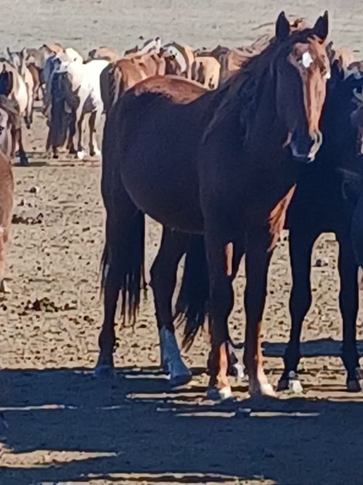 Продам Жеребца 3 года