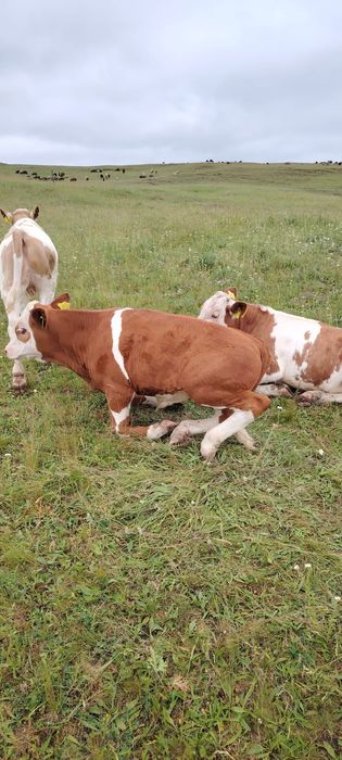Vând 2 vitei de Baltata Romaneasca
