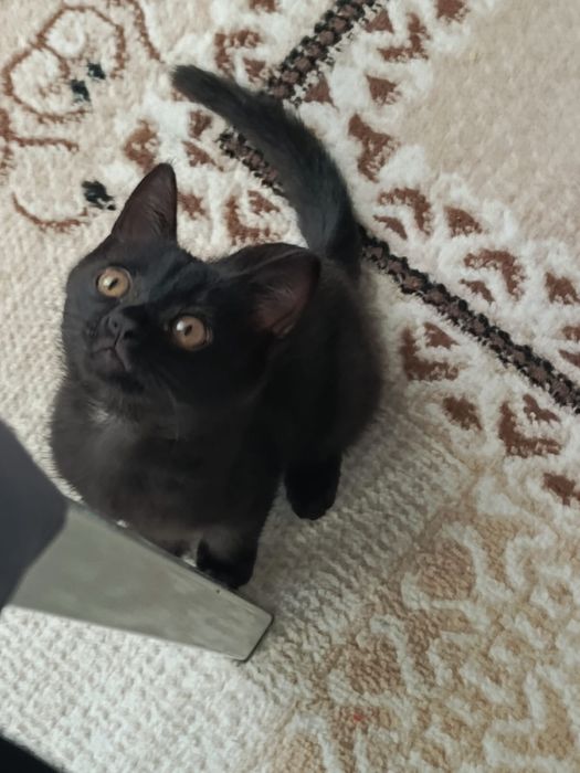 Котенотк черный окрас