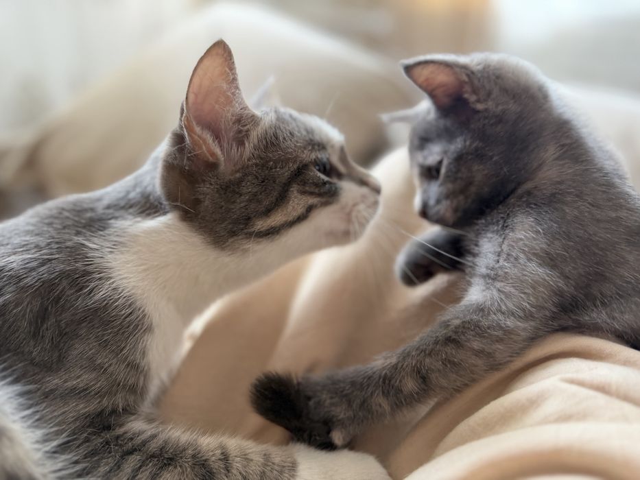 Котенок в добрые и заботливые руки