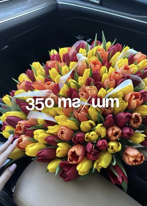 Голландские тюльпаны оптом и в розницу