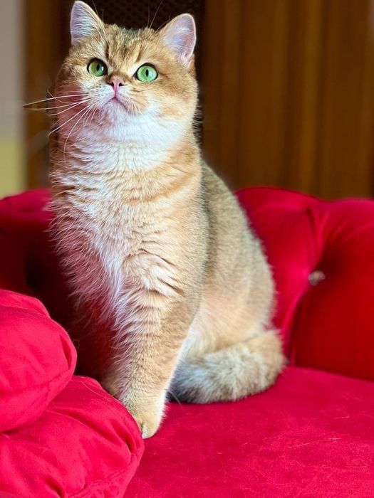 Британский чистокровный мальчик золотая шиншилла