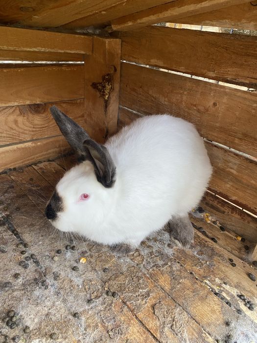 Vând iepuri californieni