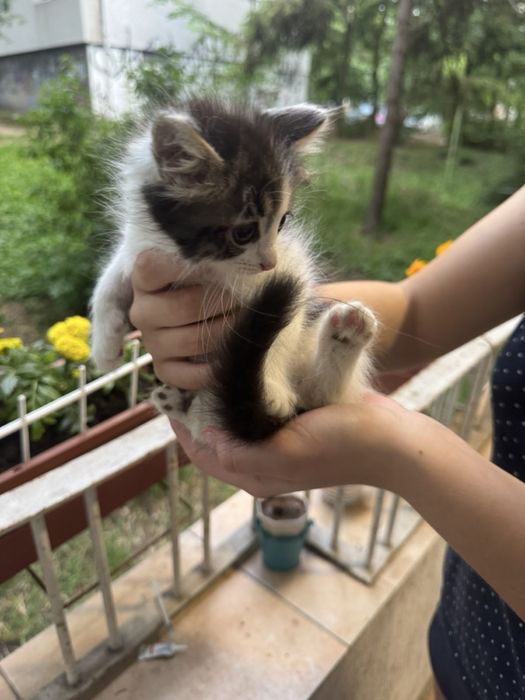 Сладки котета късметлийчета