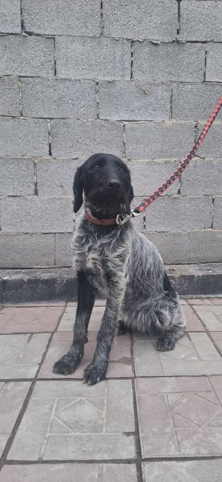 Продам Дратхаар щенка суку